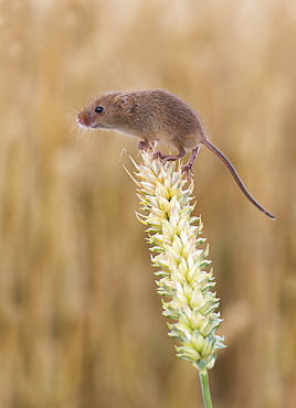 Harvest mouse on wheat in summer GB