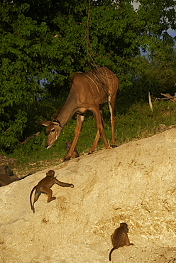 Great Kudu female and Chacma Baboons, Botswana 