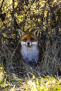 Red fox in the bushes, France 