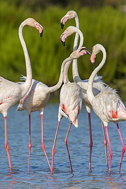 Rosy Greater Flamingos in water, Camargue France