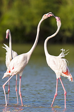 Rosy Greater Flamingos in water, Camargue France