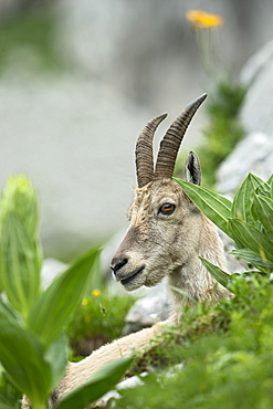 Alpine Ibex female at rest, Alps Valais Switzerland 