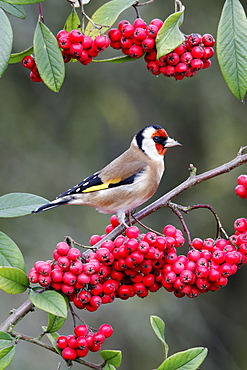 Goldfinch on branch of red berries, Midlands UK