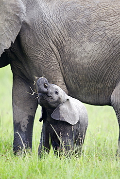 Young Elephant eating in the savanna, Masai Mara Kenya 