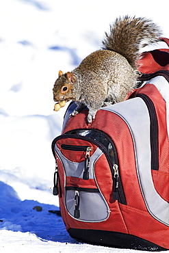 Grey squirrel searching for a bag, Quebec Canada