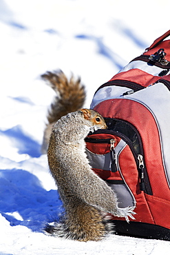 Grey squirrel searching for a bag, Quebec Canada