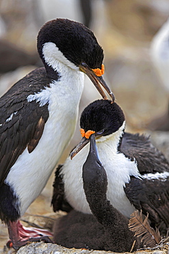 King Shags grooming, Falkland Islands 