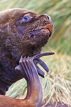 Portrait of South American Sea lion mÃ¢le, Falkland islands