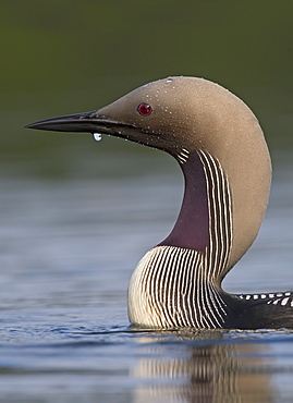 Black-throated Diver in summer, head details, Finland