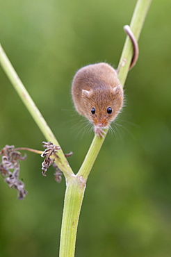 Harvest Mouse looking for food in summer, GB