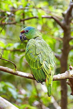 Festive amazon on a branch, Amazon river basin Brazil