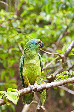 Festive amazon on a branch, Amazon river basin Brazil