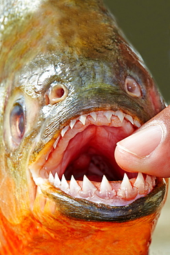 Red-bellied Piranha teeth, Rio Ipixuna Brazil Amazon 