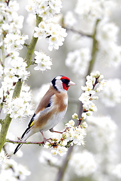 Goldfinch on blossom- Warwickshire England UK