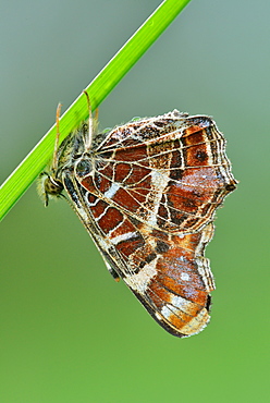 Map Butterfly on a stem, Prairie Fouzon France