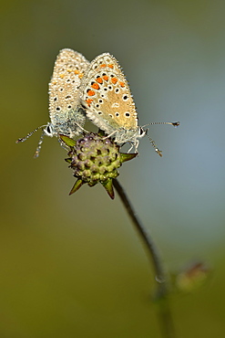 Adonis blue mating on a flower, Prairie Fouzon