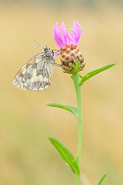 Marbled White on Thistle flower, Prairie Fouzon France