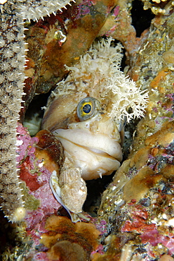 Decorated Warbonnet in reef, Pacific Ocean Alaska