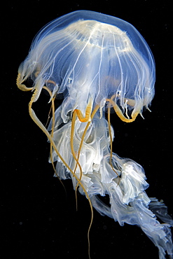 Jellyfish on black background, Alaska Pacific Ocean 