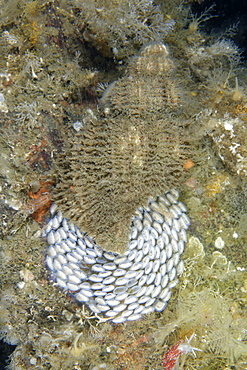 Oregon Triton laying eggs, Pacific Ocean Alaska 