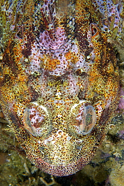 Portrait of Red Irish Lord , Pacific Ocean Alaska 
