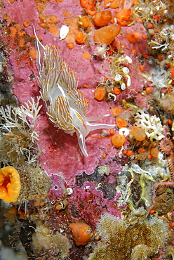 Opalescent Nudibranch on reef, Alaska Pacific Ocean