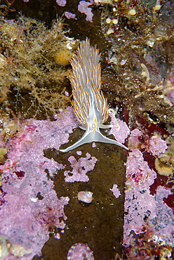 Opalescent Nudibranch on reef, Alaska Pacific Ocean