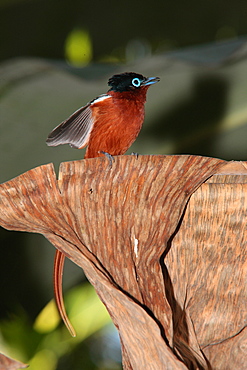 Madagascar Paradise Flycatcher flying wings, Mayotte