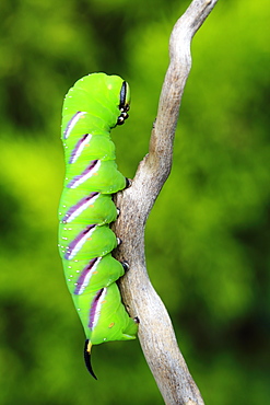 Privet Hawk Moth caterpillar on a branch, France