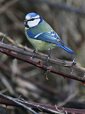 Blue tit on Shrubby Blackberry, France