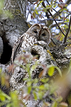 Tawny Owl in Walnut tree, Auvergne France