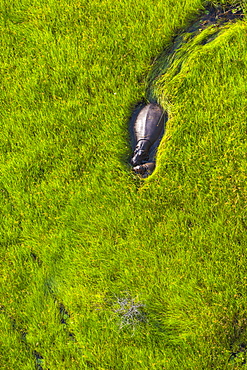 Hippo walking in the water, Okavango Delta Botswana