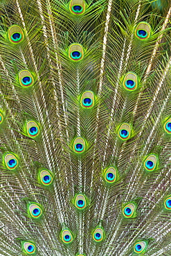 Plumage of male Indian Peafowl, Zoo Berlin Germany 