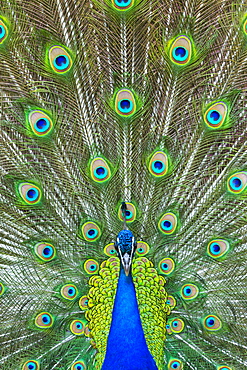 Male Indian Peafowl displaying, Zoo Berlin Germany 