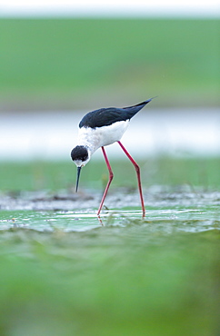 Black-winged Stilt feeding in water, Bulgaria