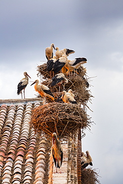 White storks on the Collegiate Church of San Miguel, Spain