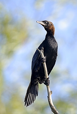 Pygmy Cormorant on a branch, Danube Delta Romania