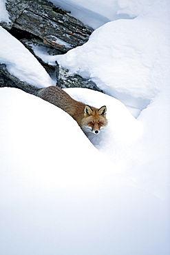 Red fox in the snow, Gran Paradiso Italy 