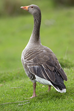 Solitary Greylag goose, Highland Wildlife Park Scotland UK