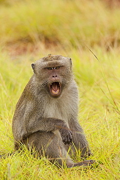 Male Long-tailed Macaque sitting on grass, Rinca Indonesia 