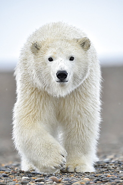 Polar bear walking on the shore, Barter Island Alaska