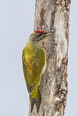 Grey-headed woodpecker male on a trunk, Central Bulgaria