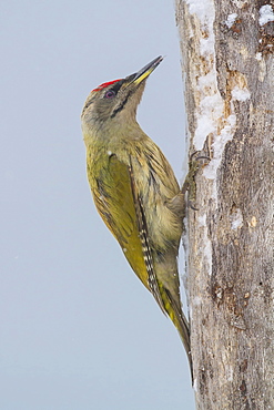 Grey-headed woodpecker male on a trunk, Central Bulgaria