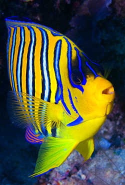 Regal angelfish on reef, Ari Atoll Maldives