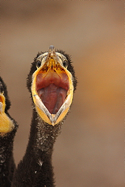 Portrait of young White-breasted Cormorant hungry