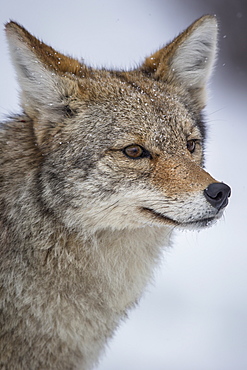 Portrait of Coyote in winter, Yellowstone USA 