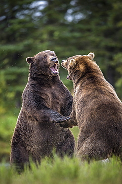 Grizzlys fighting on bank, Katmai Alaska USA 