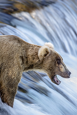 Grizzly fishing Salmons in a waterfall, Katmai Alaska USA