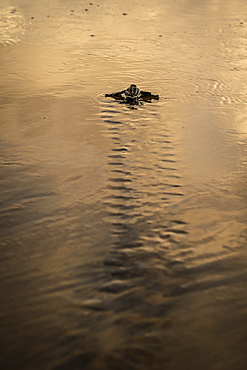 Young Leatherback turtle crawling towards the sea, French Guiana