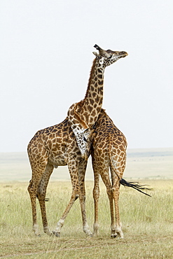 Kenya, Masai-Mara Game Reserve, Girafe masai (Giraffa camelopardalis), males fighting